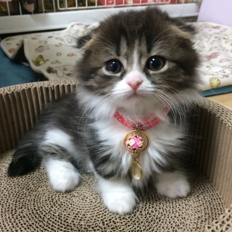 新しい家族のために