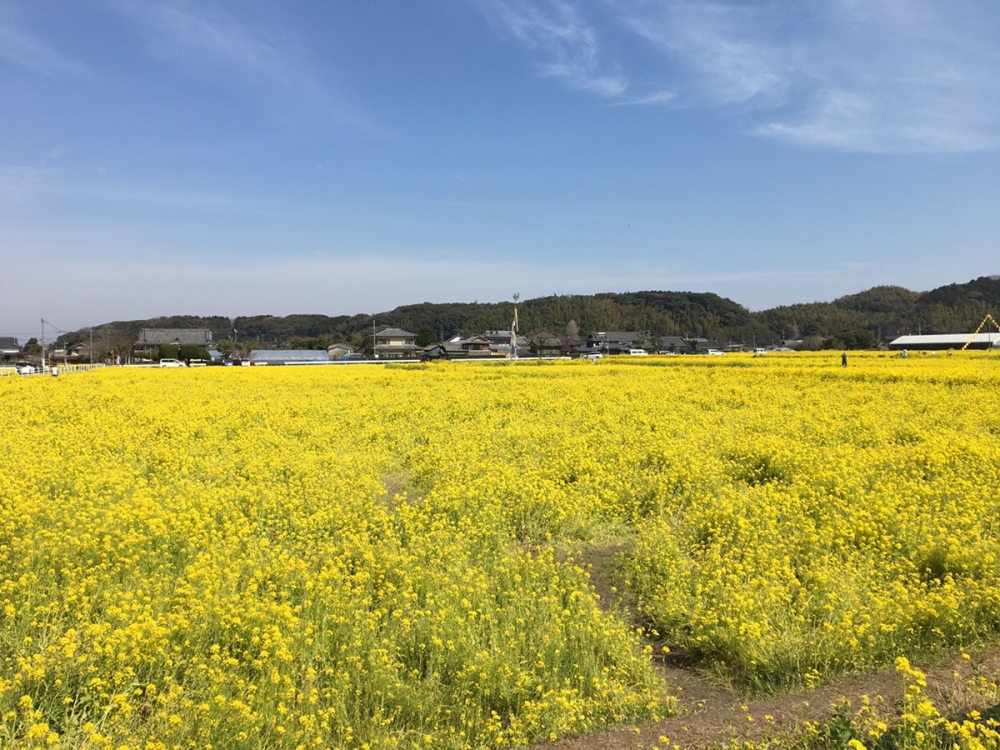 春の風物詩