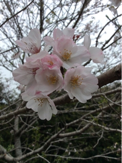 お花見(^O^)