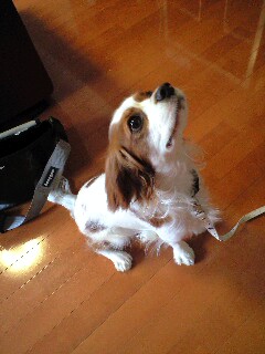 いい子でした♪