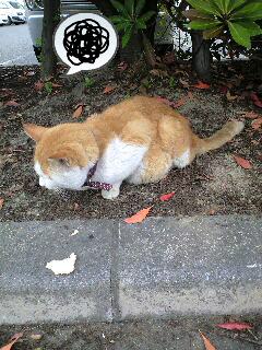 おすそわけ♪