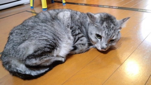 (Yuji)迷い猫♪