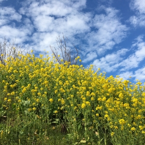 春に三日の晴れなし・・