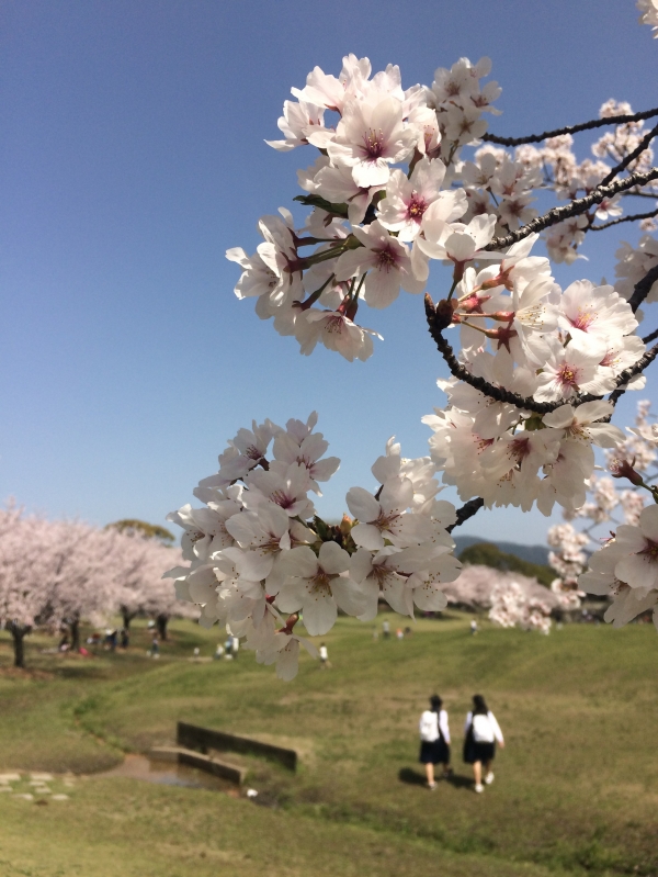 お花見日和はクリーニング日和
